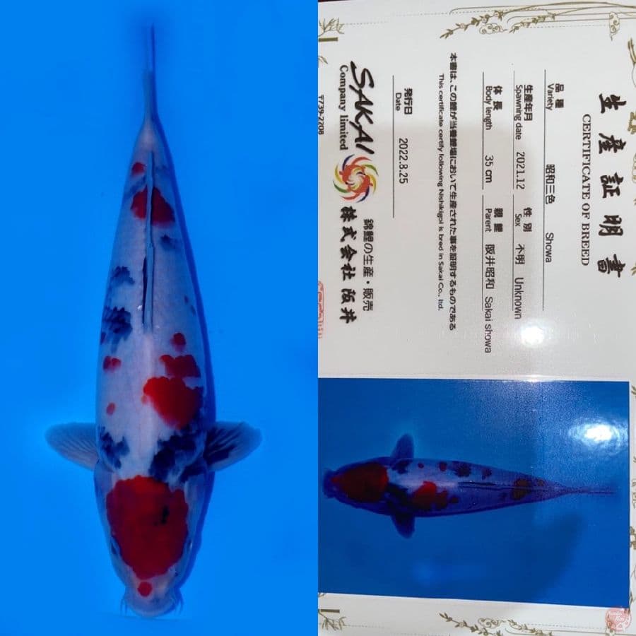 MARUTEN SHOWA 35CM MALE