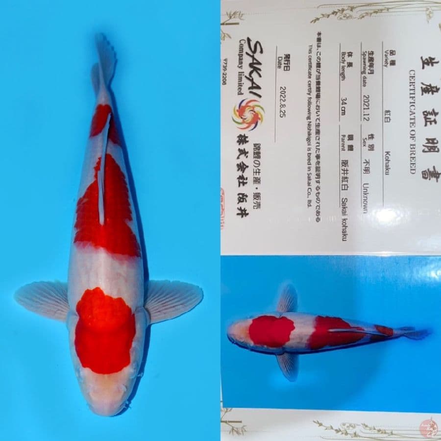 KOHAKU HQ SAKAI 34CM MALE