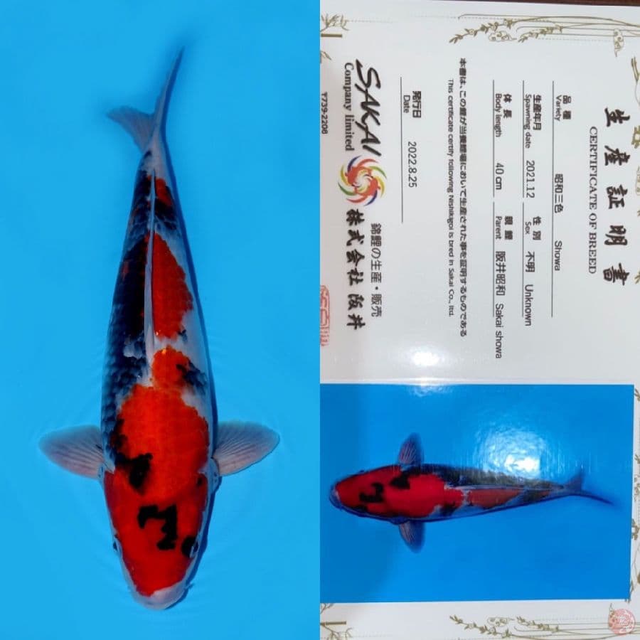 SHOWA HQ SAKAI 40CM MALE