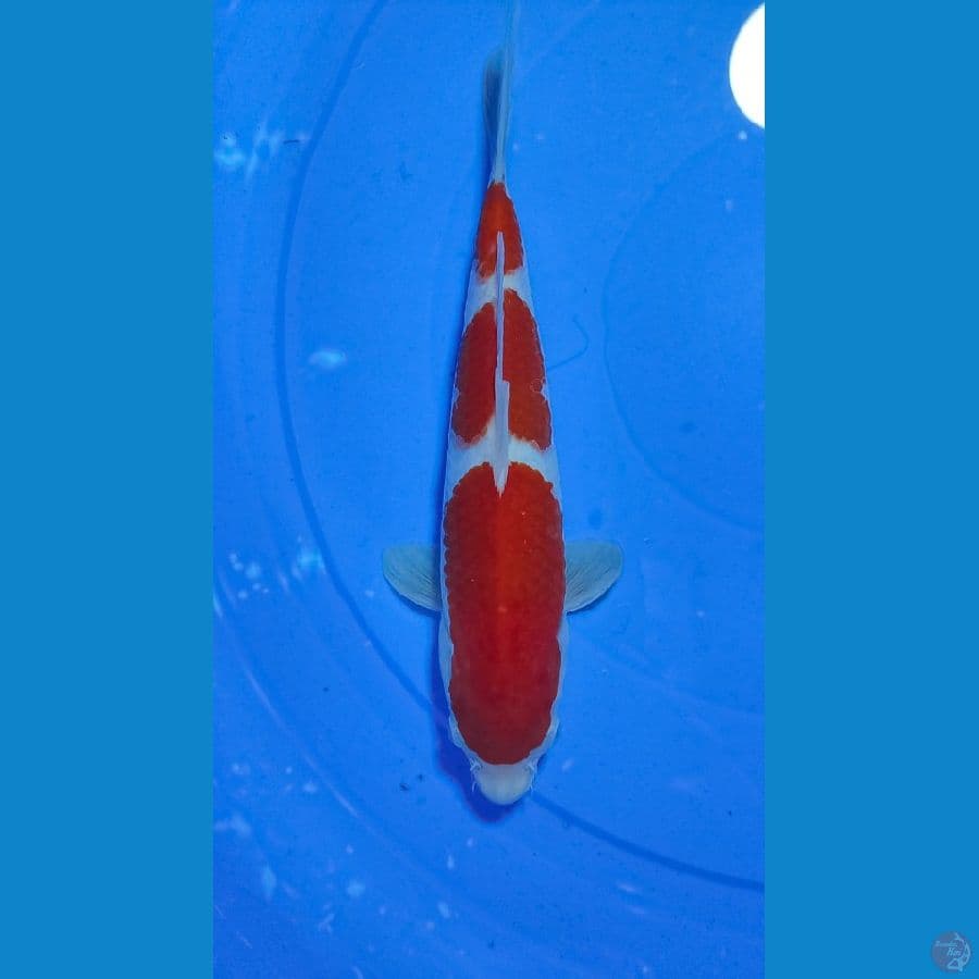 Kohaku Original 25 cm