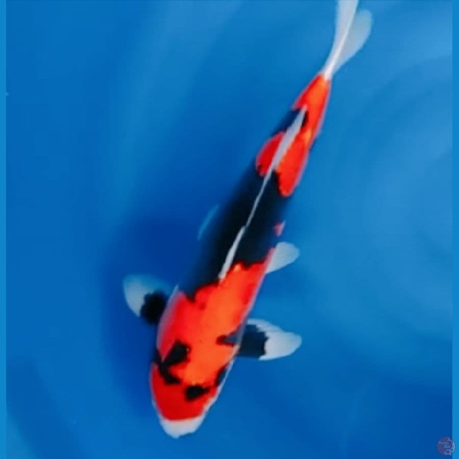 pejantan 38 cm
