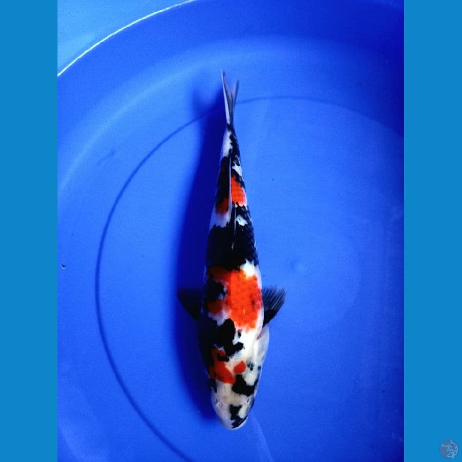 *SHOWA//31 CM*