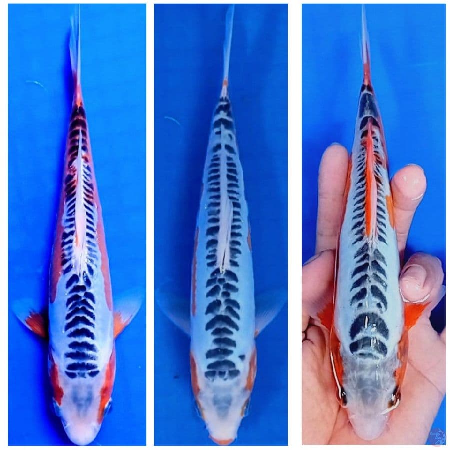 25.31.24 cm hana sususui