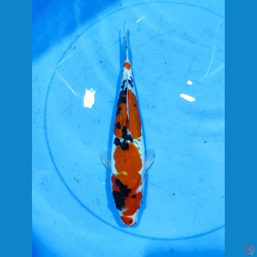 Sanke doitsu murni 26CM