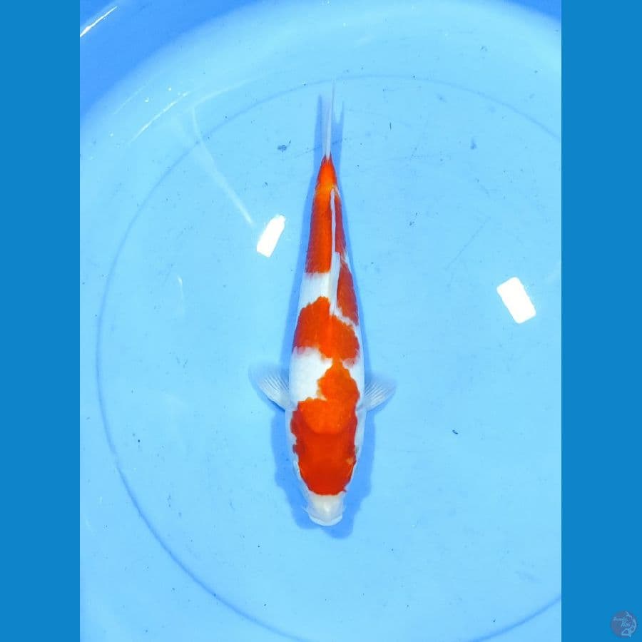 Kohaku female 25CM