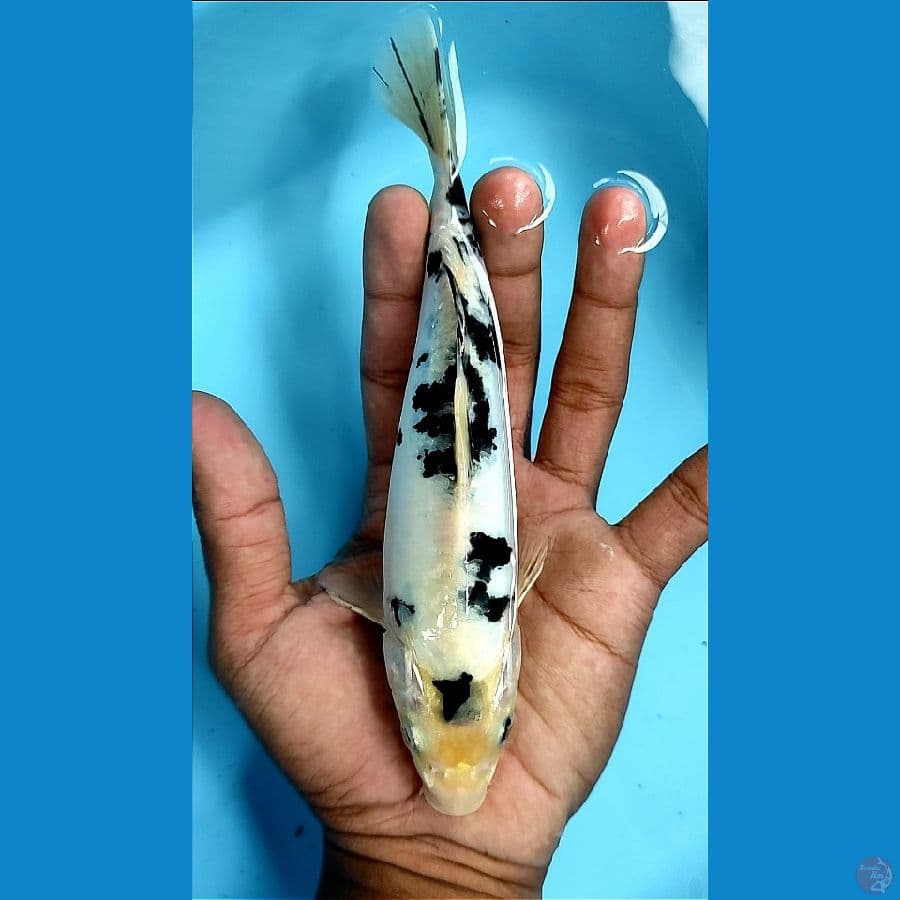 Shiro Bekko Doitsu Hikari 20Bu/Male