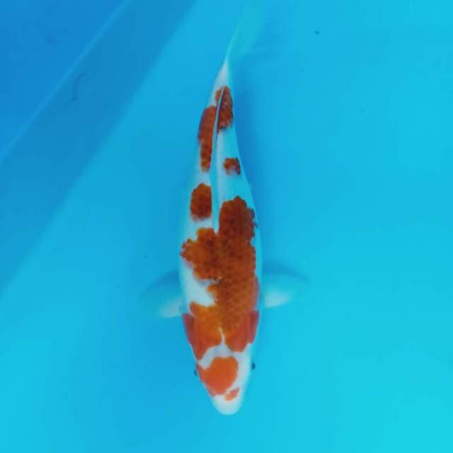 Ai Goromo