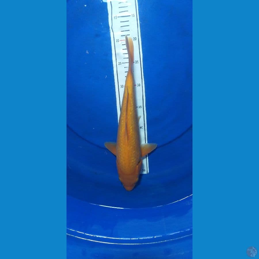 Karashi 35cm/Unknown #RKA3