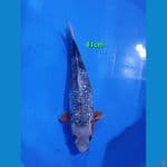 Asagi Ginrin 41cm