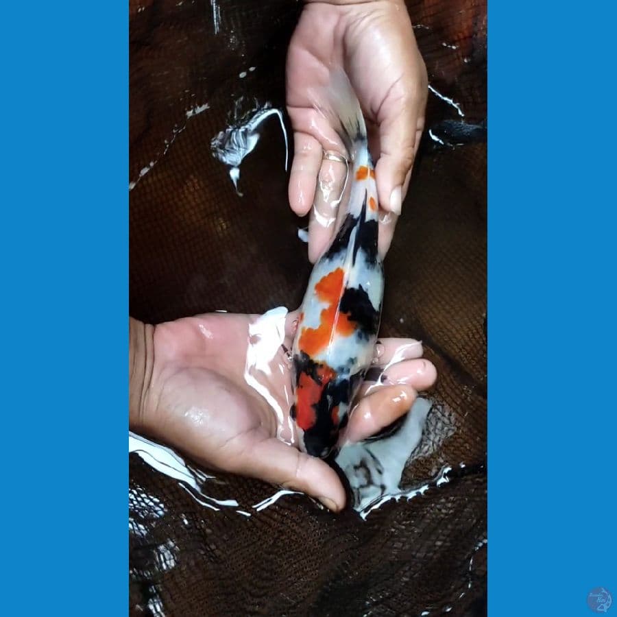 showa 20cm Rawatan kolam filter