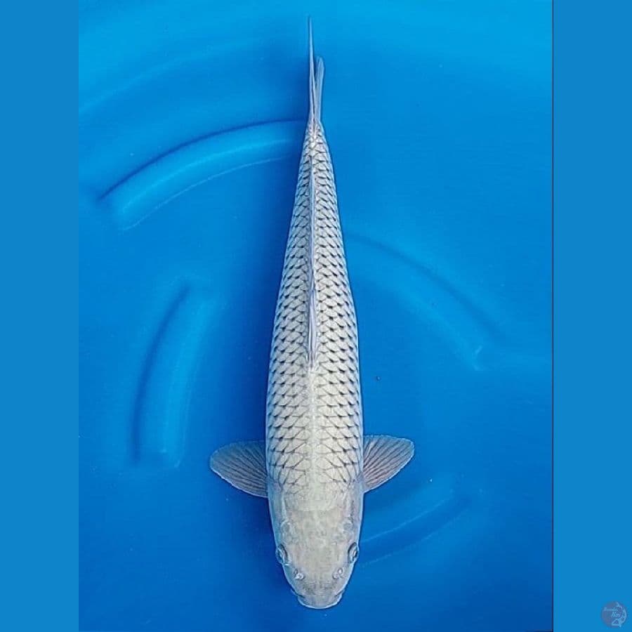 Soragoi 45cm