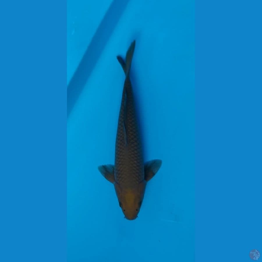 cagoi tembaga