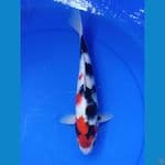 SHOWA KINDAI JANTAN 32 CM