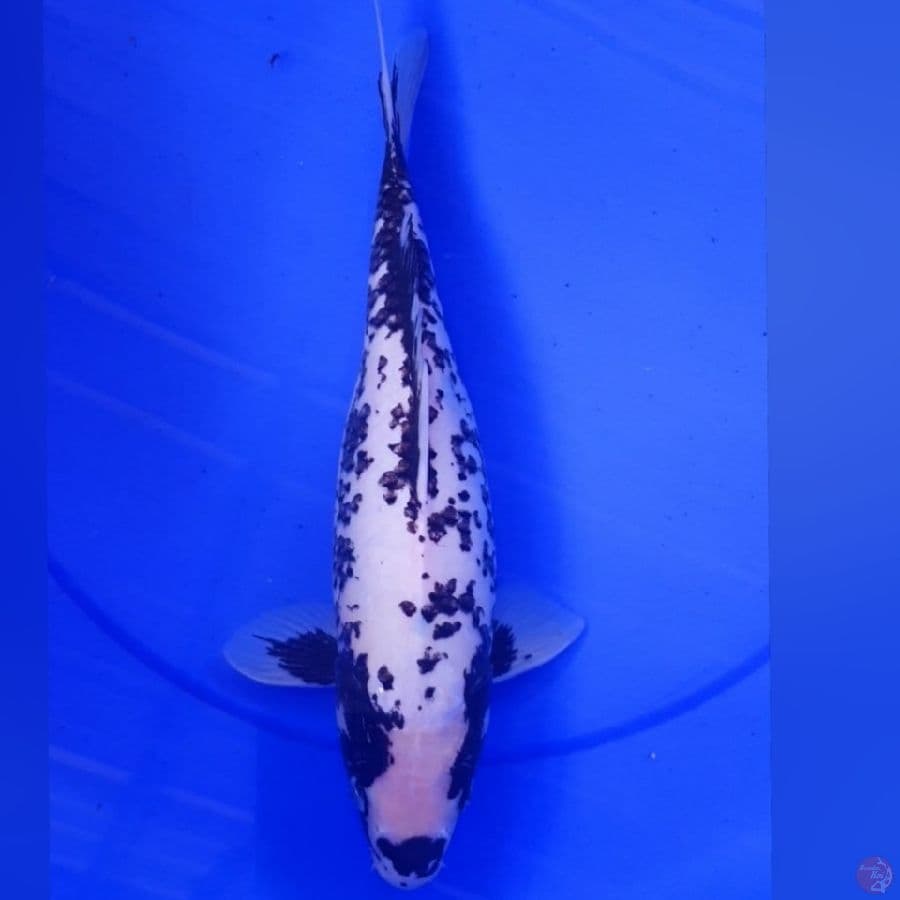 MATSUKAWABAKE 35CM