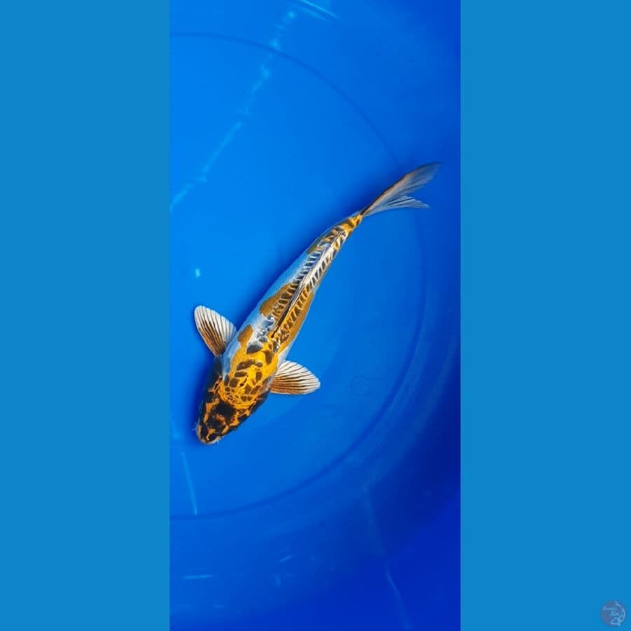 kiko 29cm