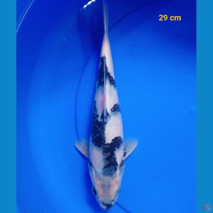 Shiro Super Male 29 CM