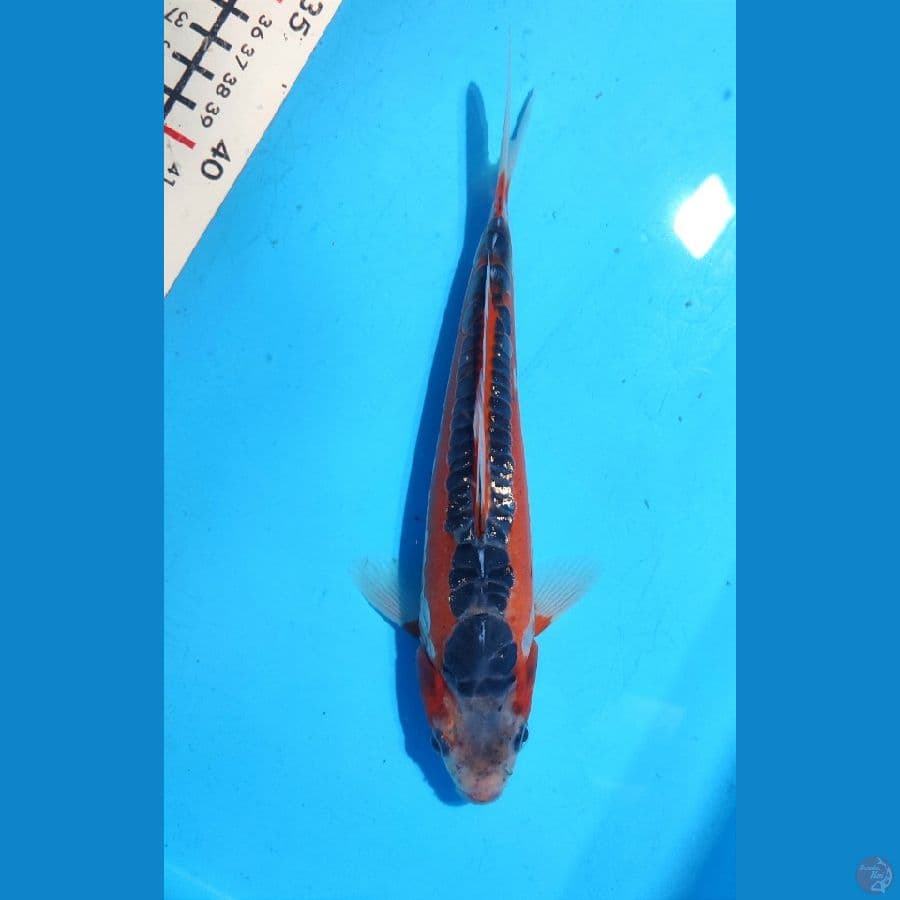 Shusui red