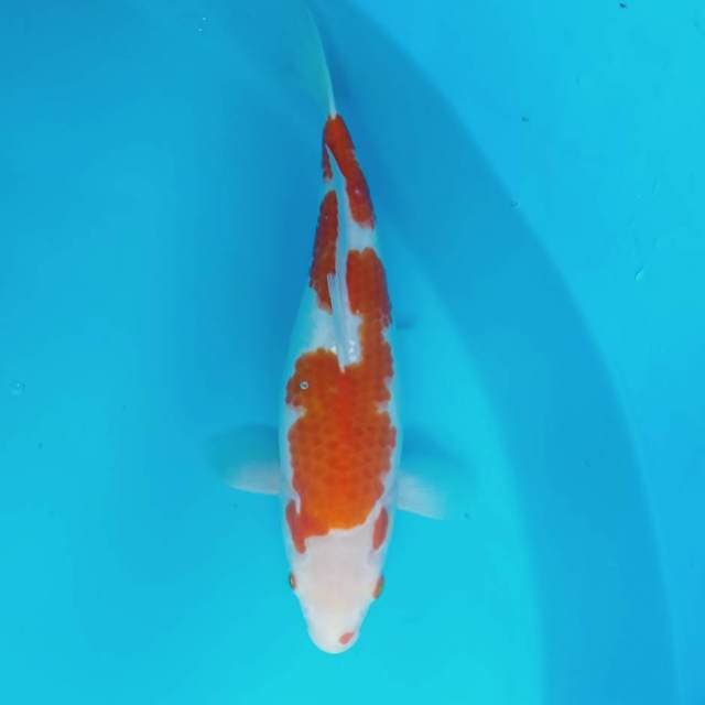 Kohaku