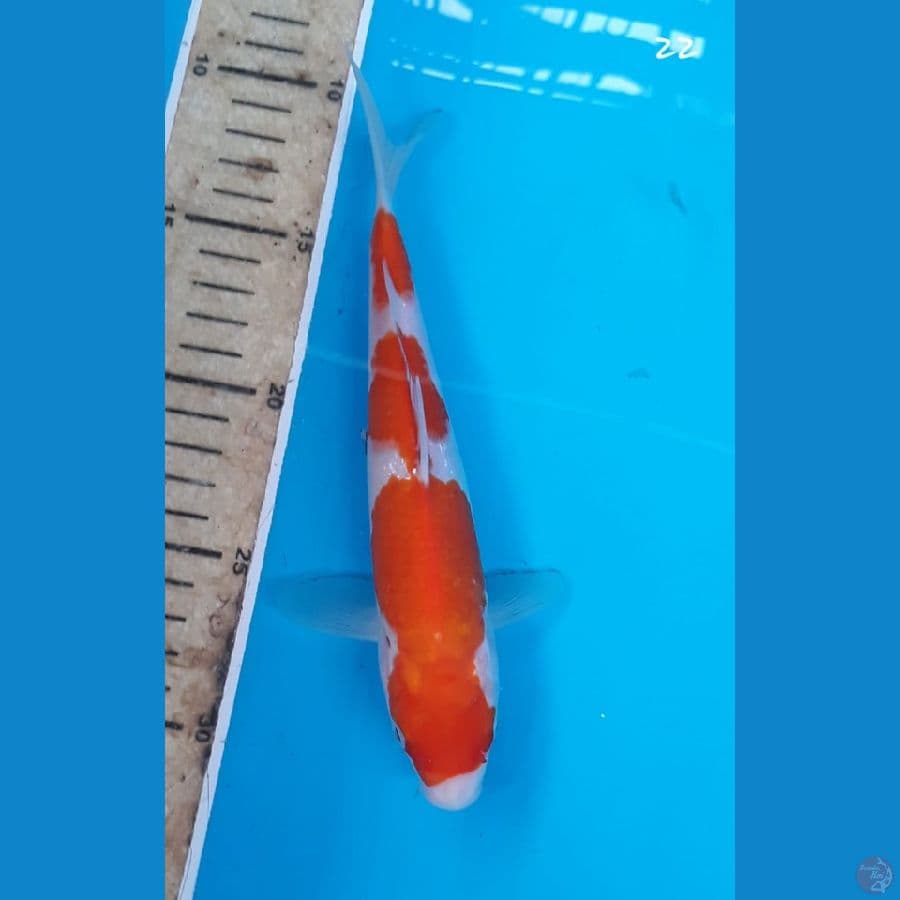 Kohaku 22cm