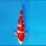 ghosiki 36 cm