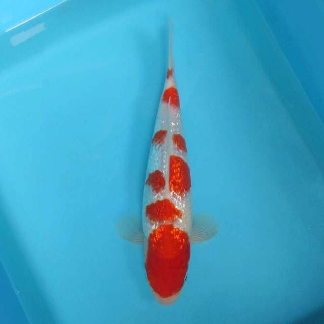 F. JUNAKOI ( KOHAKU POLKADOT GIN RIN )