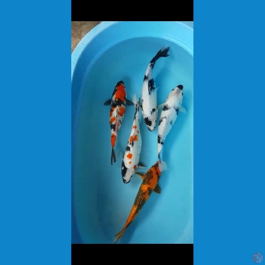 paket mix istimewa.......31-35cm