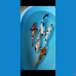 paket mix istimewa.......31-35cm