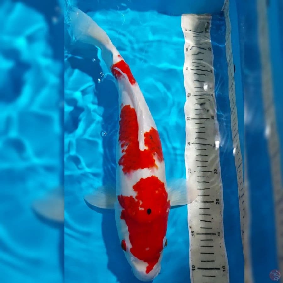 GOROMO SANKE 47 CM