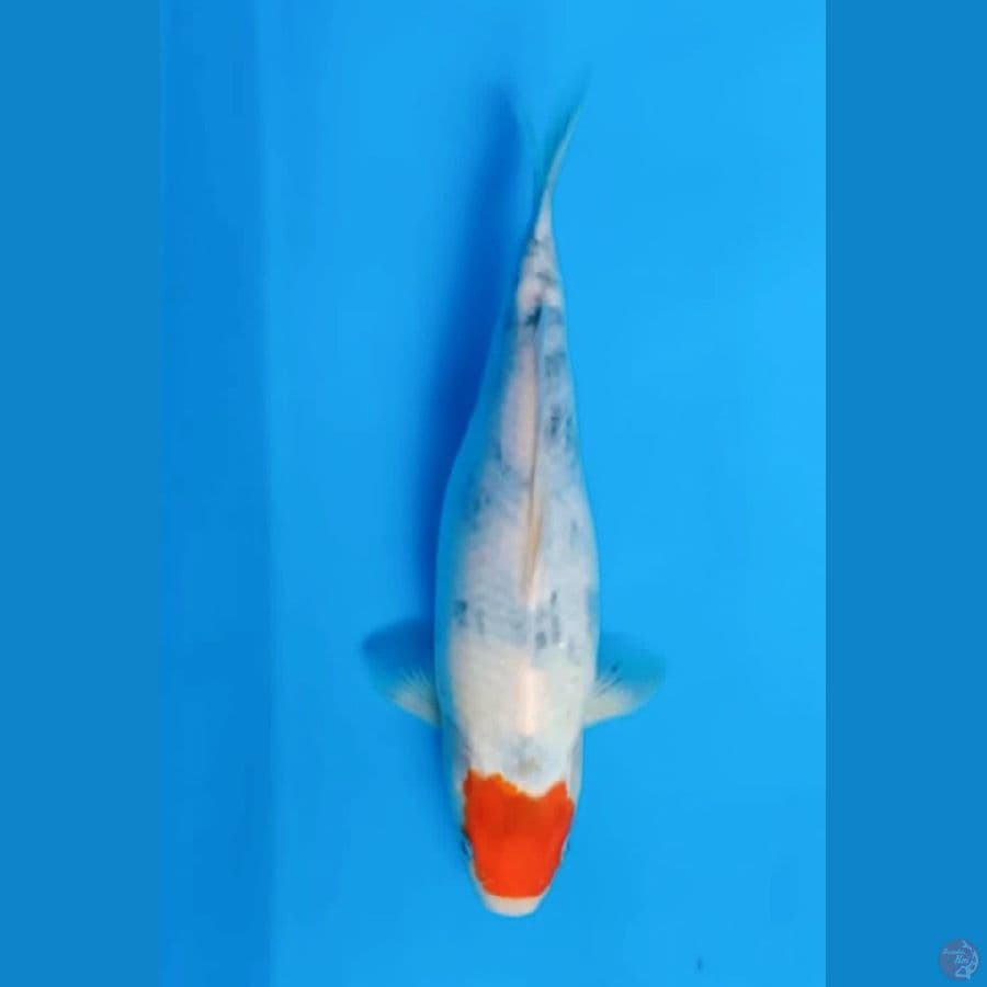 TANCHO SHOWA TATEGHOI ORIGINAL