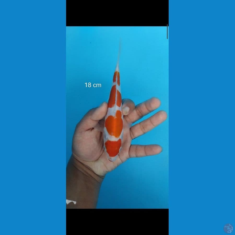 kohaku doit (cut ker)