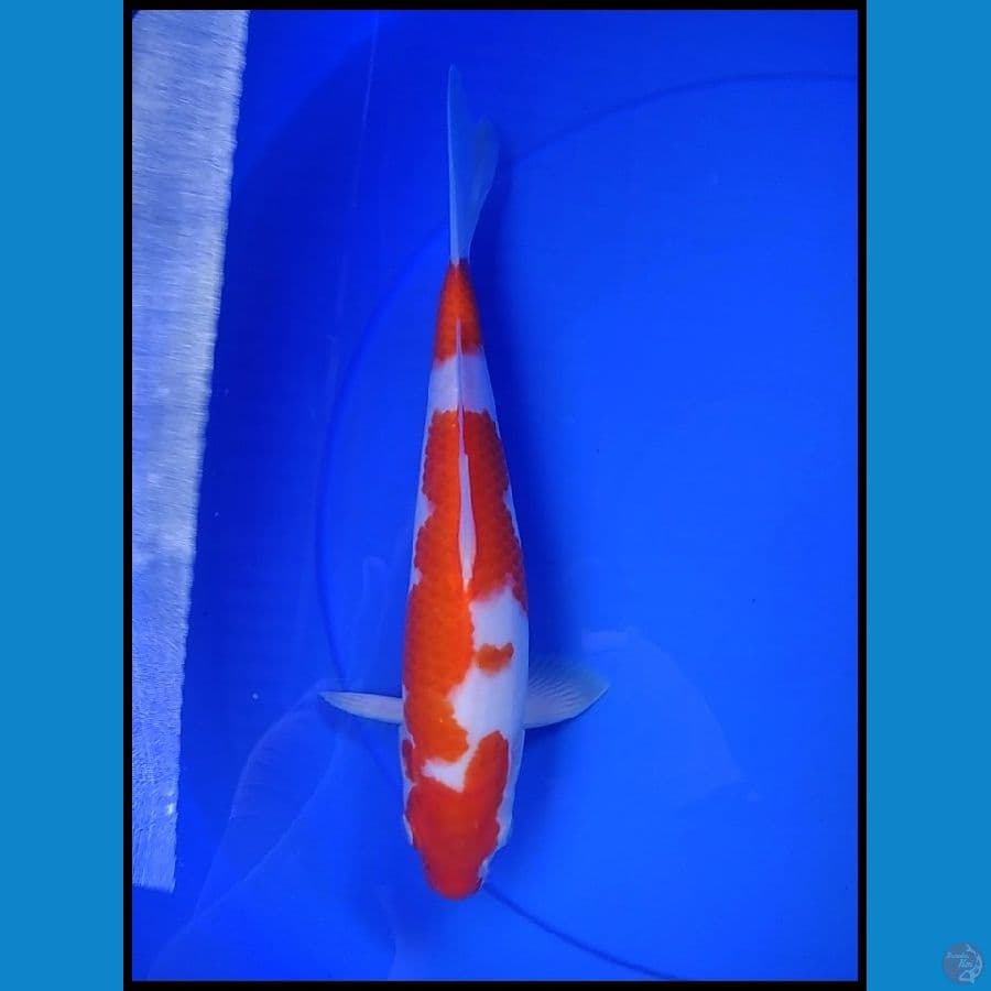 KOHAKU ORIGINAL 29 CM