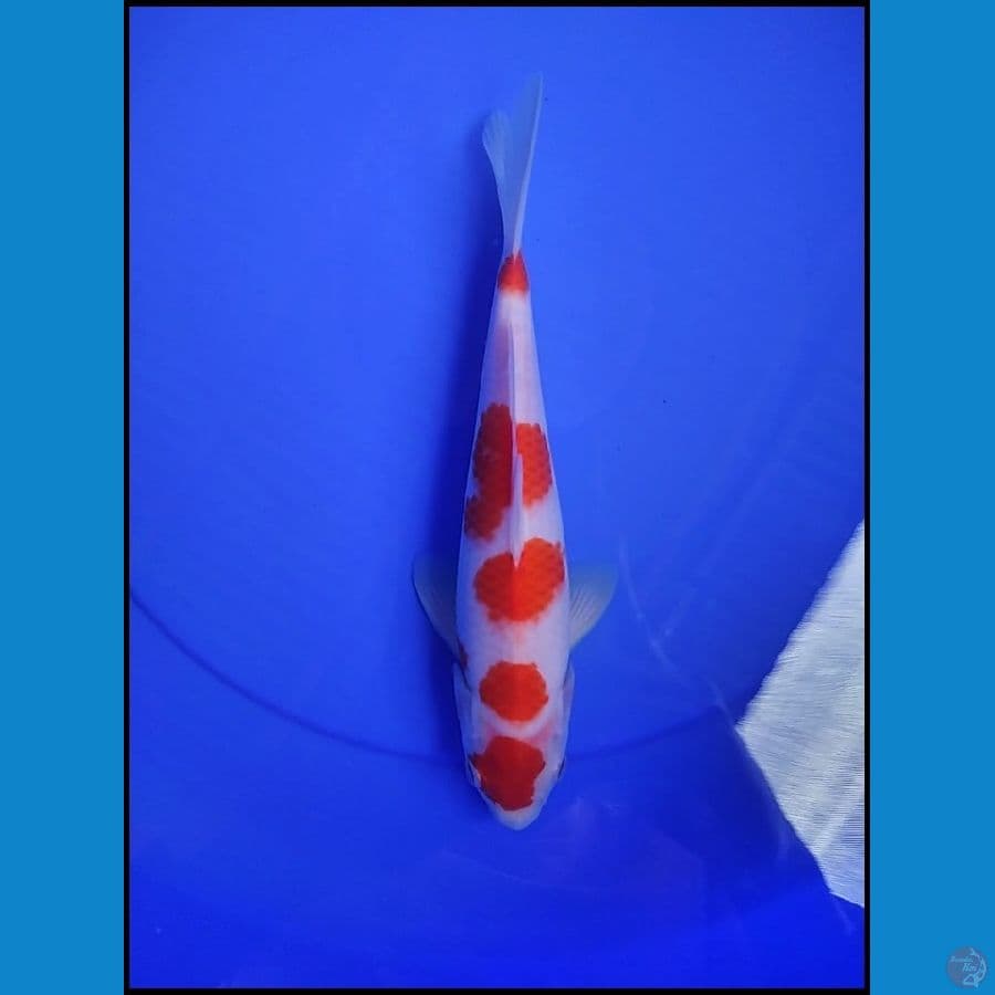 KOHAKU MARUTEN ORIGINAL 26 CM