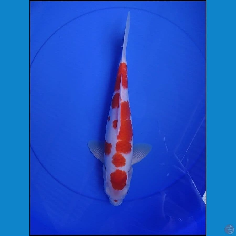 MARUTEN KOHAKU 32 CM