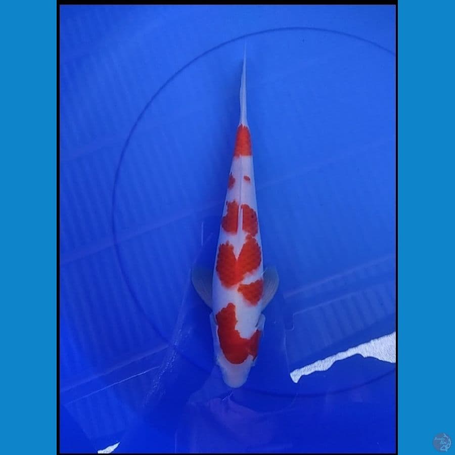 KOHAKU 30 CM ORIGINAL