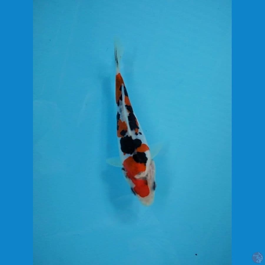 SANKE SQ 12 CM