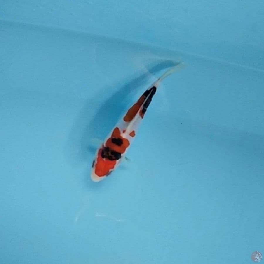 SQ DOITSU 12 CM