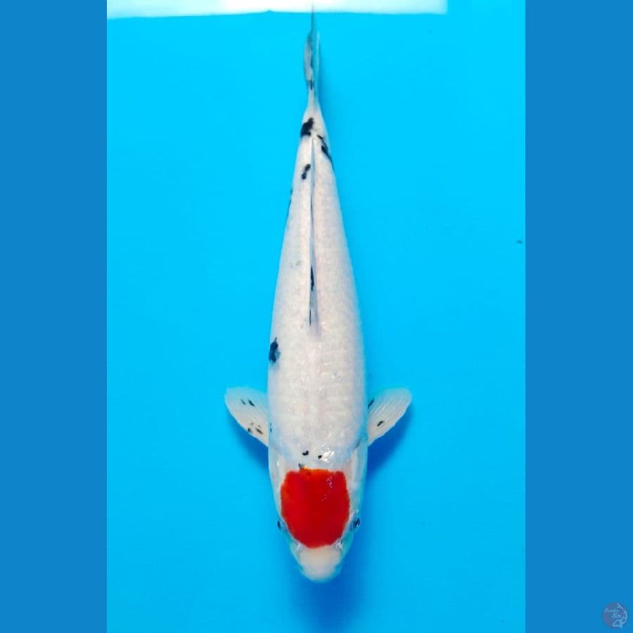 tanco sanke male 32cm 