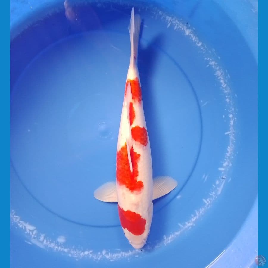 kohaku F 45