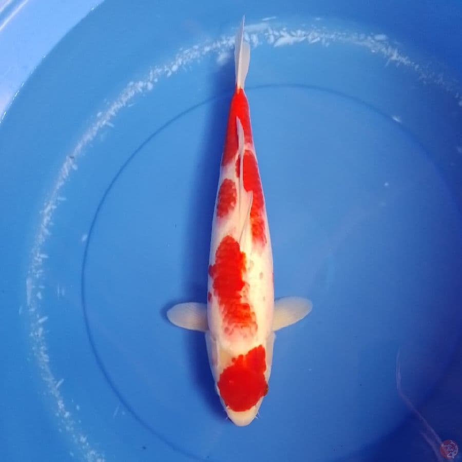 kohaku F 40