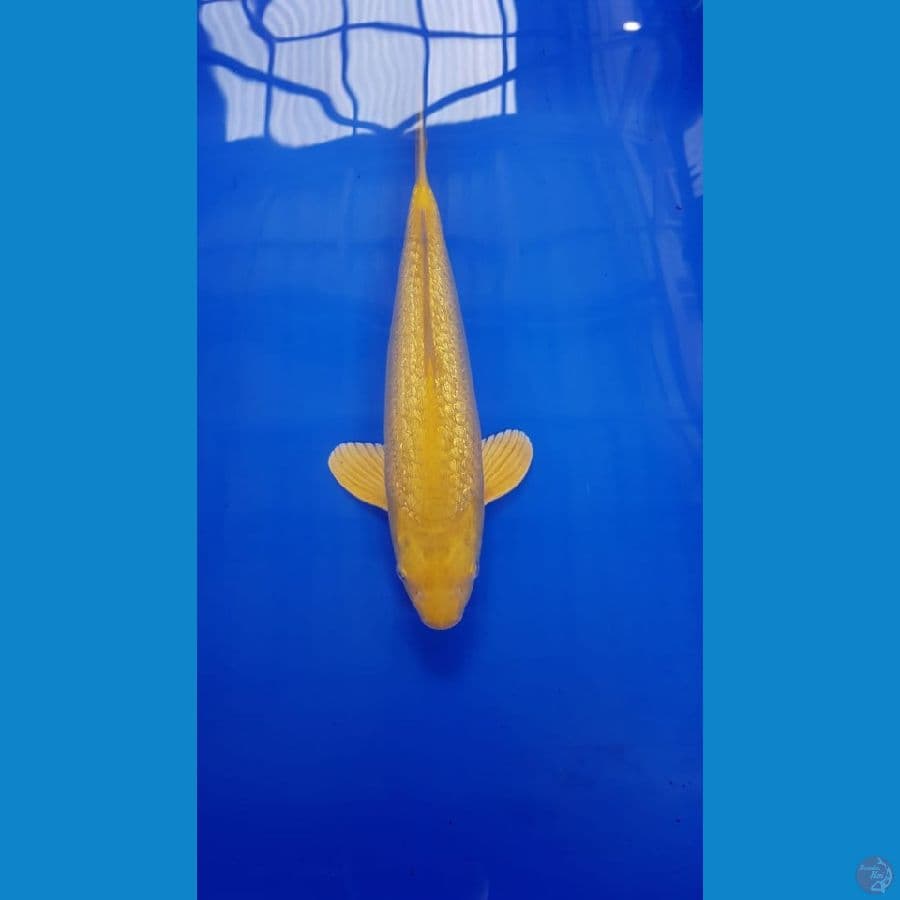 karashi 30 cm