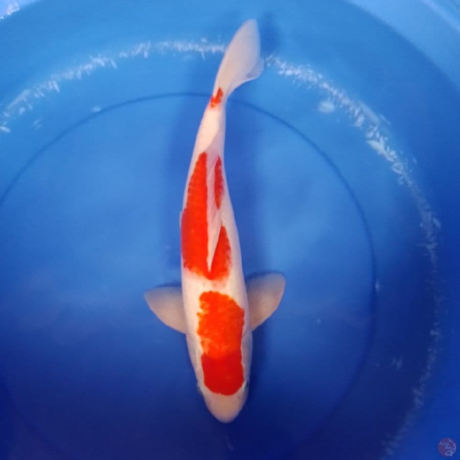 kohaku M 39