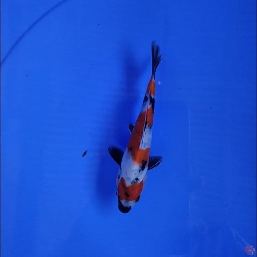 SHOWA 14 CM SQ