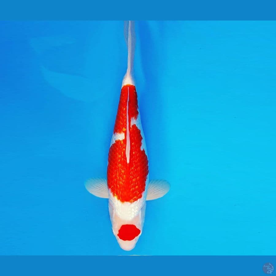 TENJIN MATSURI 2 ~ Kohaku Full Gin RIn 38 cm/fm ™