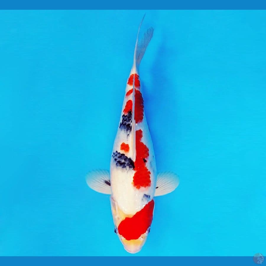 TENJIN MATSURI 4 ~ Tamasaba Showa 30 cm/male ™