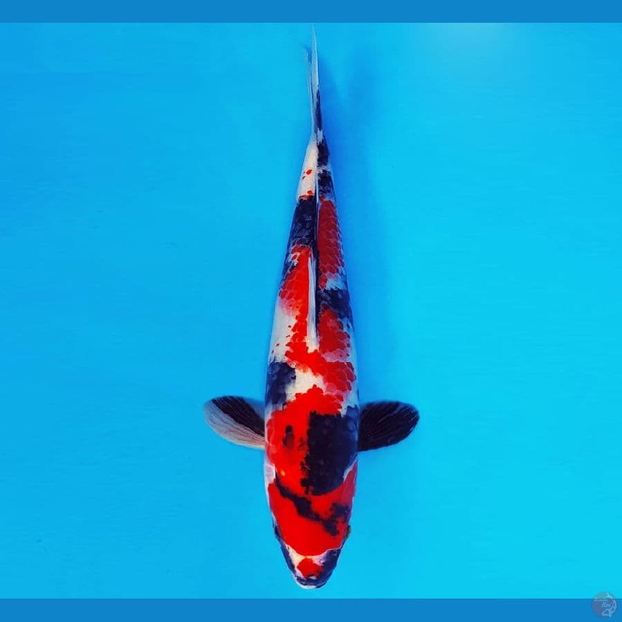 TENJIN MATSURI 7 ~ SHowa Evolution 29 cm/male ™