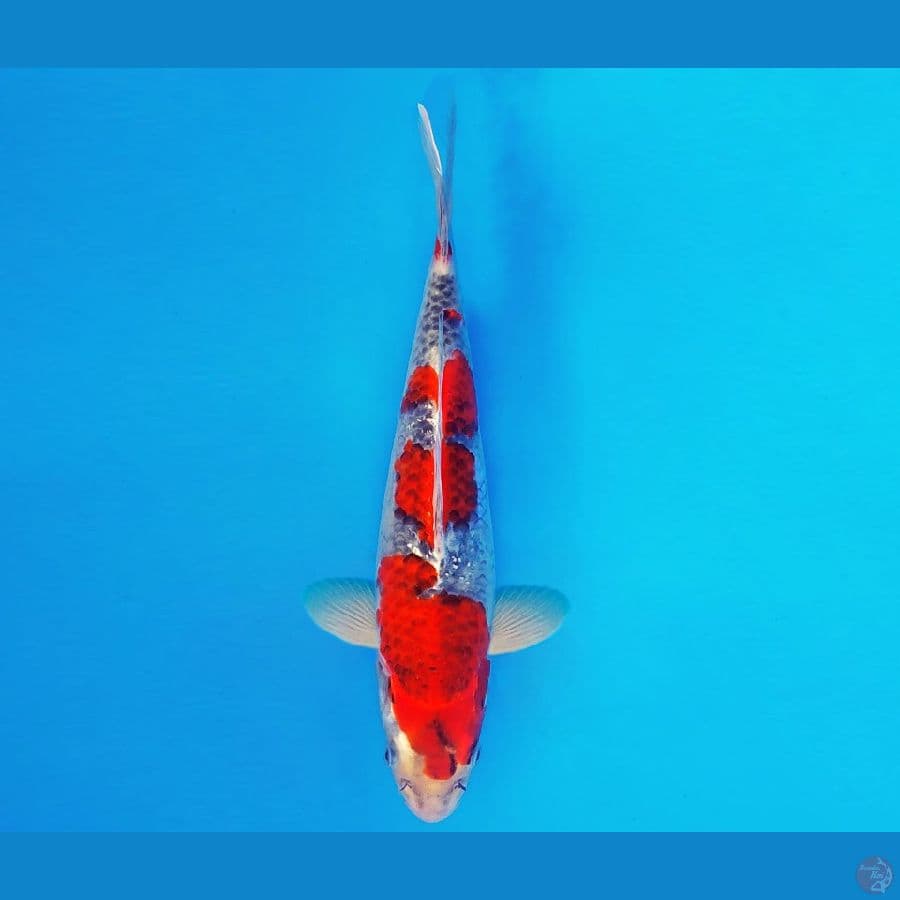 TENJIN MATSURI 9 ~ Goshiki 30 cm/male ™