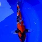 Showa ginrin male 32cm