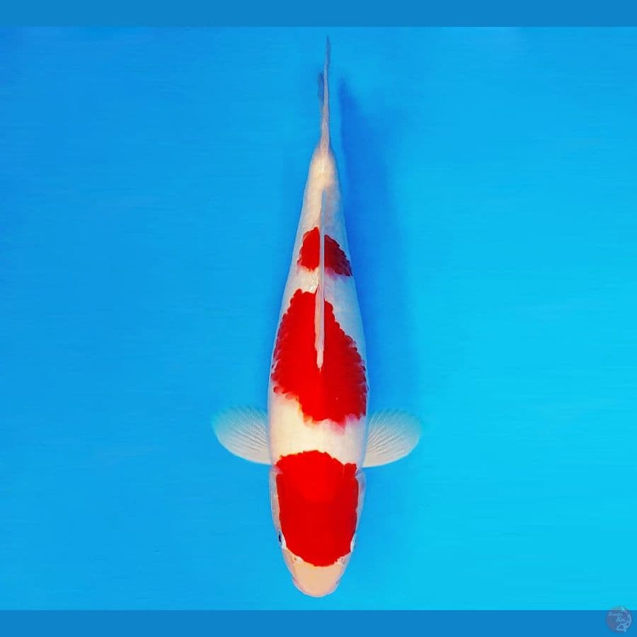 TENJIN MATSURI 11 ~ Kohaku 36 cm/male ™