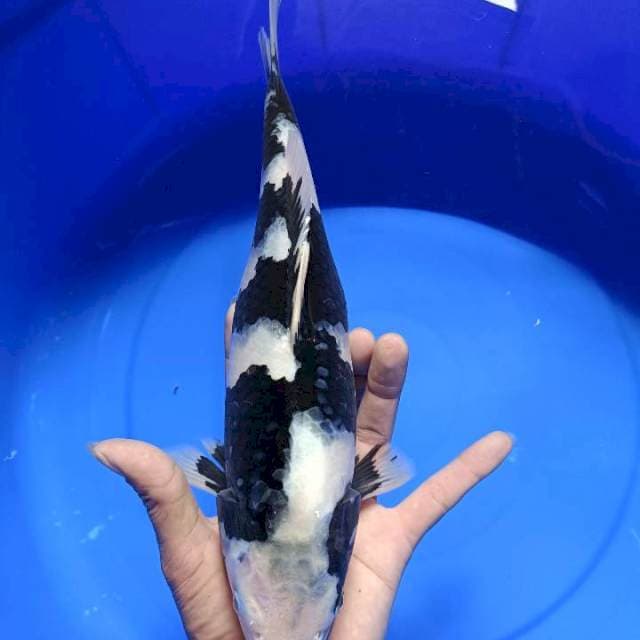 Shiro 33cm
