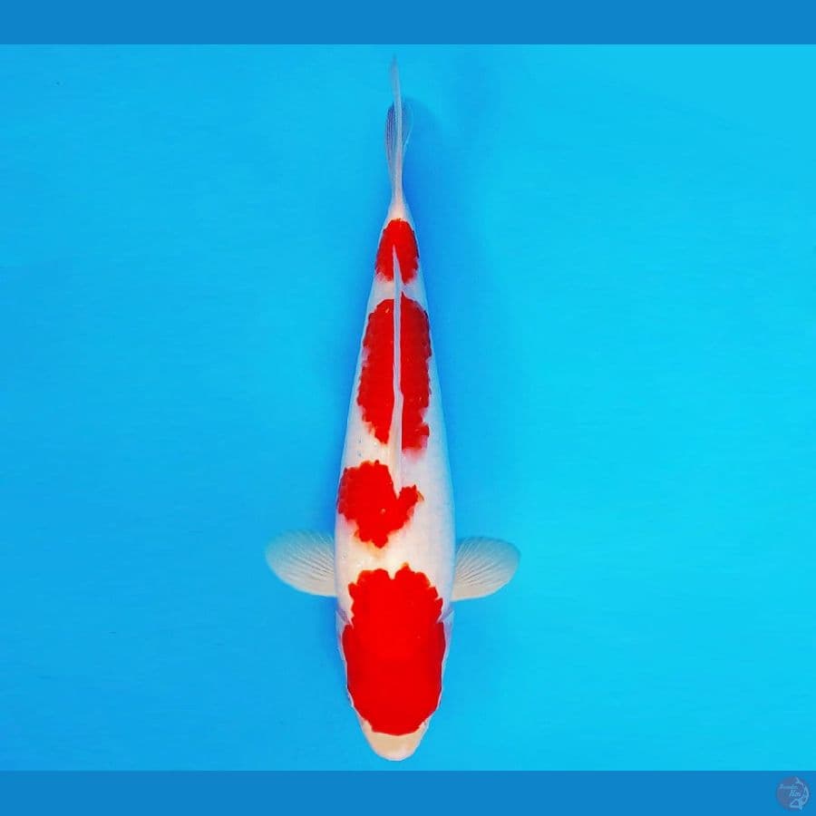 TENJIN MATSURI 15 ~ Kohaku 32 cm/male ™